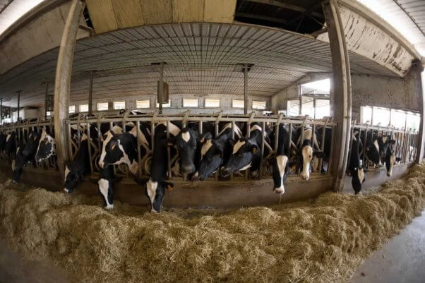 Cows eating hay while confined in tight space