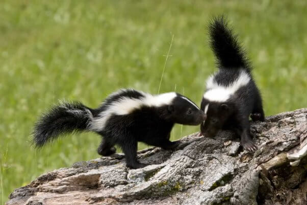 Two young skunks playing on log