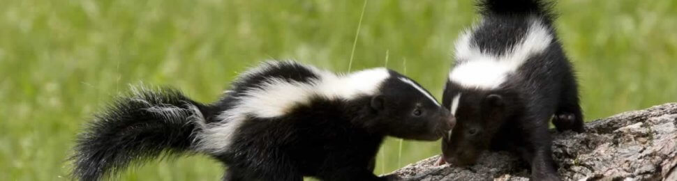 Two young skunks playing on log