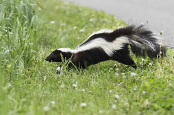 Cute happy skunk running through grass