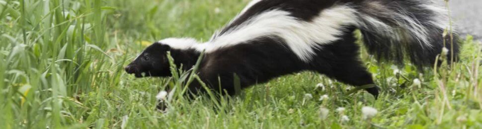 Cute happy skunk running through grass