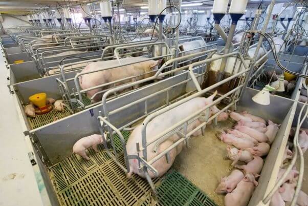 Pigs in gestation crates on factory farm