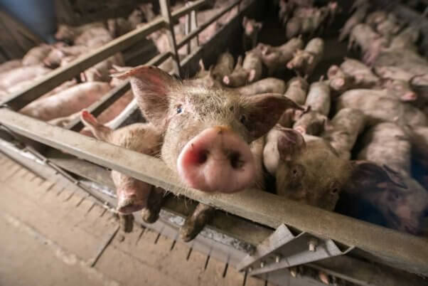 pigs crammed into small enclosure, one pig looking into camera