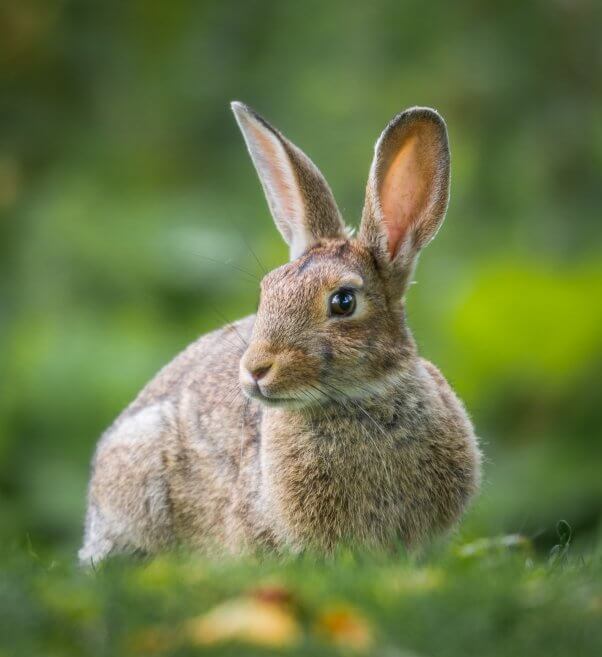 rabbit in a field