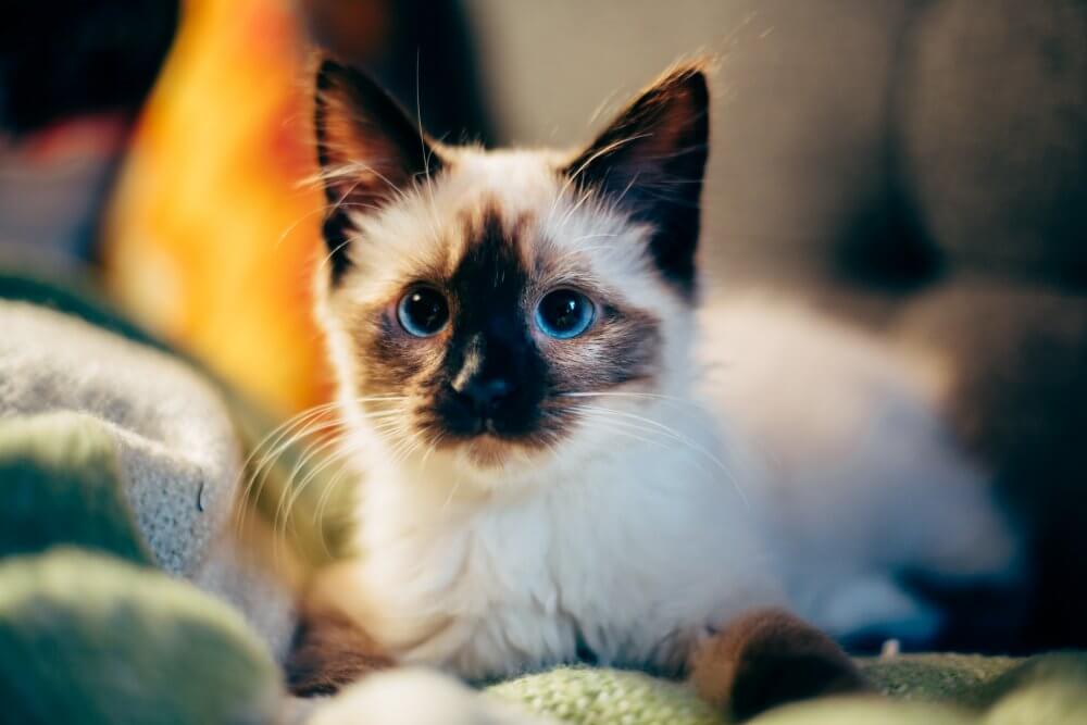 Young blue-eyed cat