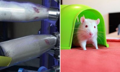 Inhalation Testing Could Get an Animal-Friendly Makeover