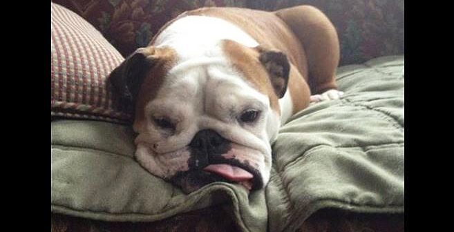 scruffles, one of two dogs who recently died after visiting a groomer at a new jersey petsmart store