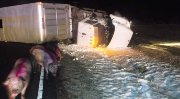 Pigs on road next to overturned Smithfield truck