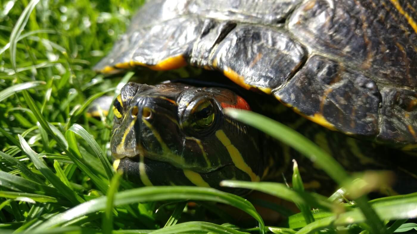 La Asociación PETA pide que las Tortugas Ninja coman pizza vegana