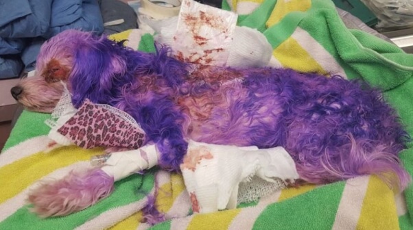 dog hair dye dangers problems with pooch perfect violet nearly dies