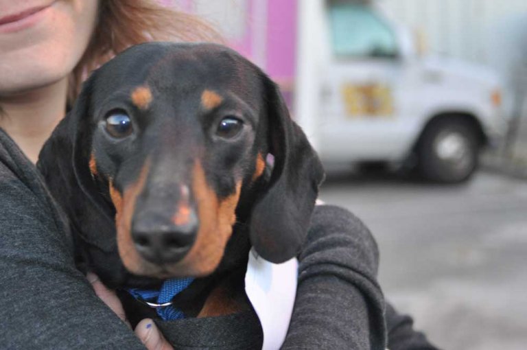 Dangerous Bacteria Carried by Unneutered Dogs, Study Finds PETA