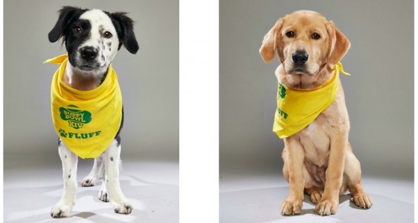 2019 puppy bowl store winner
