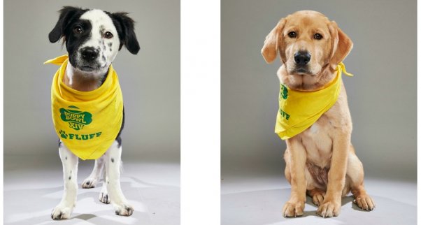 bear and macchatio, peta rescues who played in puppy bowl xiv