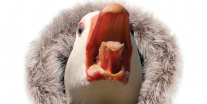 Canada Goose: Are You Really Down With That?