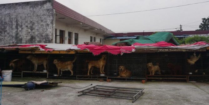 China Puppy Mills