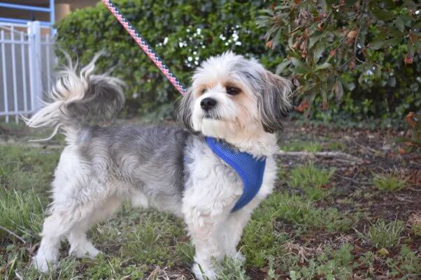 Cute Lhasa Apo mix taking a walk