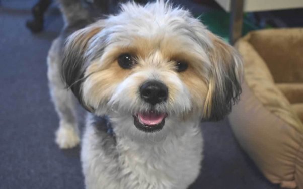 Close-up of Lhasa Apso mix Rufus