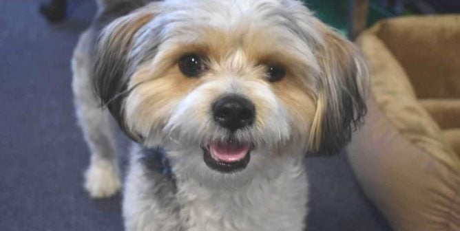 Close-up of Lhasa Apso mix Rufus