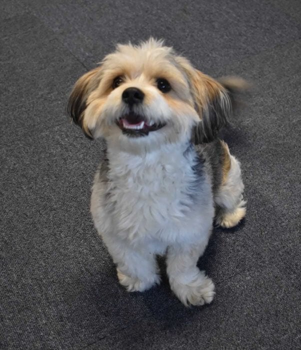Cute rescued Lhasa apso mix