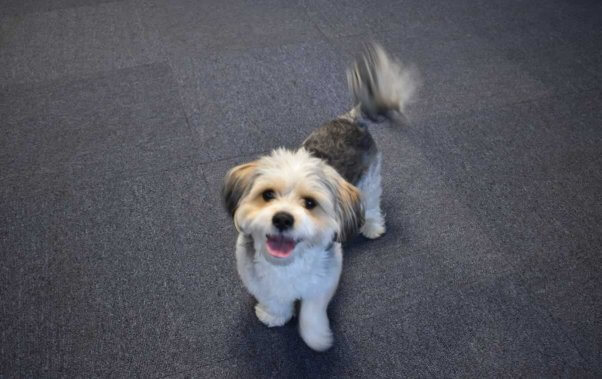 Adorable Lhasa Apso mix dog