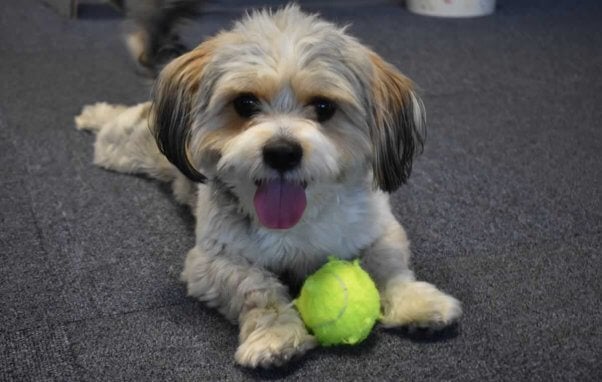 Rufus, a dog rescued by PETA, playing with a yellow ball