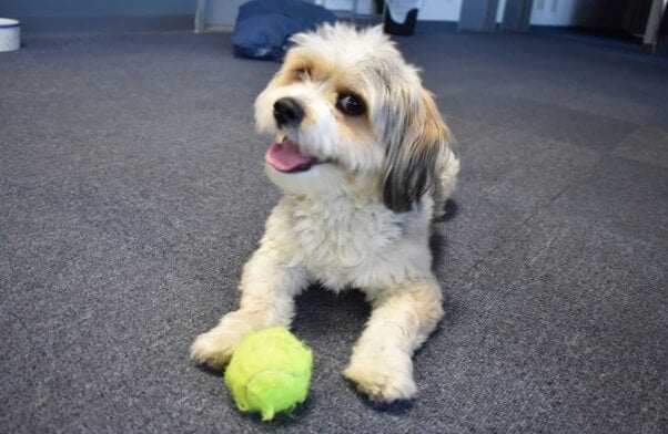 Adorable rescue dog Rufus playing with yellow ball