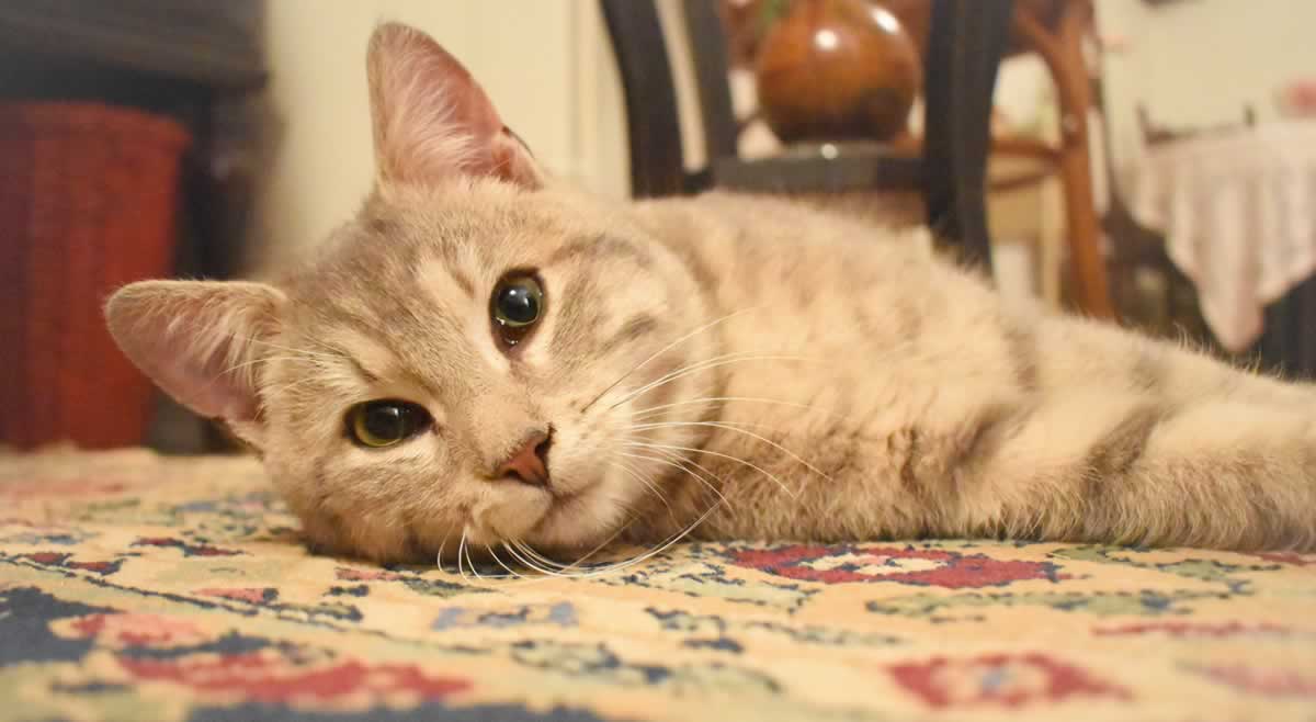 Kenny, a cat PETA rescued from a gas station, lying on Oriental rug