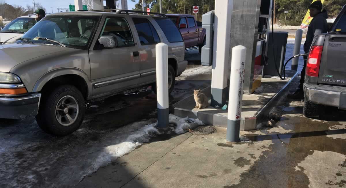 Cat Risks Several Lives Dodging Cars at Gas Station PETA