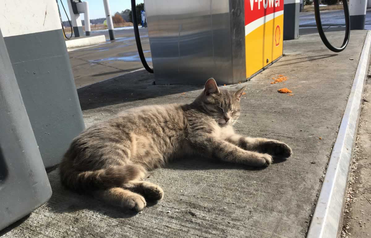 Cat Risks Several Lives Dodging Cars at Gas Station PETA