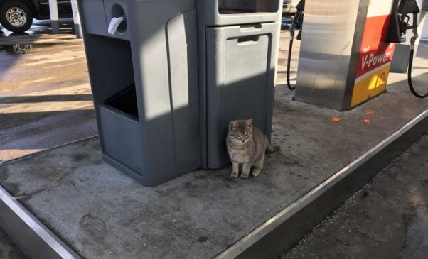 Orange tabby cat sitting at gas pump