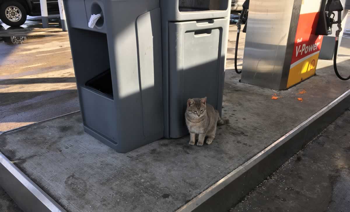 Cat Risks Several Lives Dodging Cars at Gas Station PETA