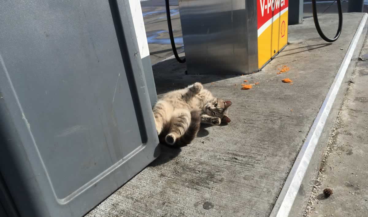 Cat Risks Several Lives Dodging Cars at Gas Station PETA