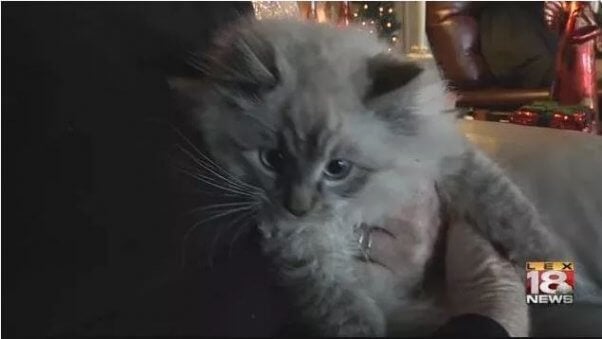 firefighters daring animal rescues, kitten frozen to dock rescued by police officer