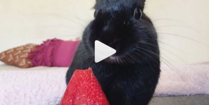 Ridiculously Cute Rabbit Videos to Brighten Your Day