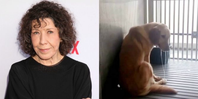 lily tomlin stands up for dogs at TAMU