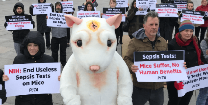 PETA protests at NIH - a costumed "mouse "with a head wound and protesters holding signs
