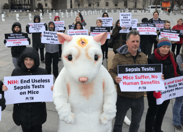 mouse demo, nih, washington, d.c.