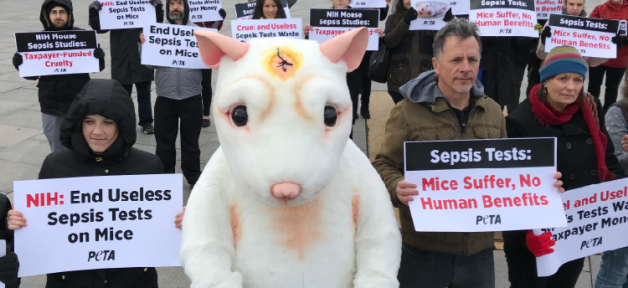 mouse demo, nih, washington, d.c.