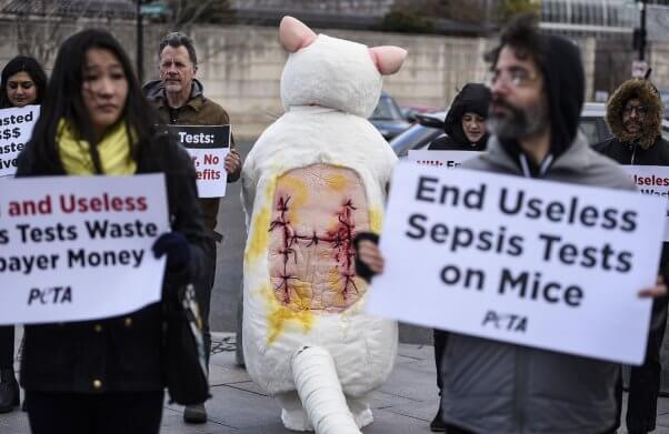 mouse sepsis protest, nih, washington d.c.