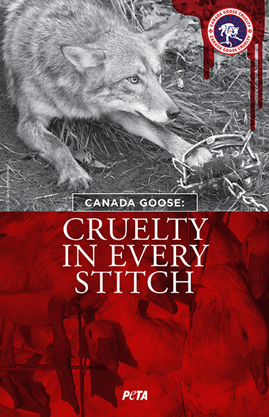 FREE Leaflets to Expose Retailer Canada Goose! | PETA