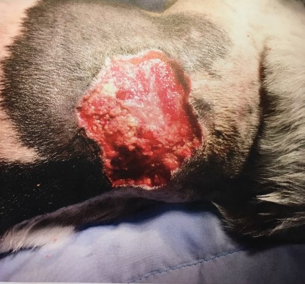 rescue beagle chloe was mauled by a pit bull on a walk