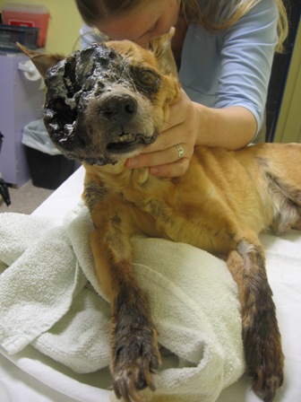dog peta euthanize euthanasia why cancer suffering advanced dogs euthanized animal shelter working eye service report