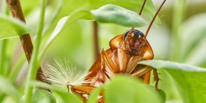 Close-up of cockroach on green plant