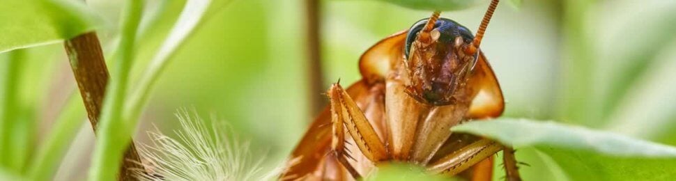 Close-up of cockroach on green plant