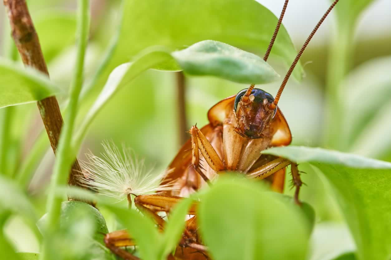 iStock 678771564 imv Finding Compassion for Cockroaches | PETA