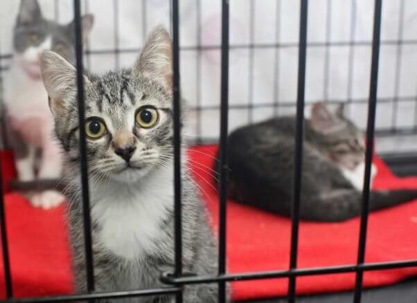 Three gray-and-white cats in cage at shelter