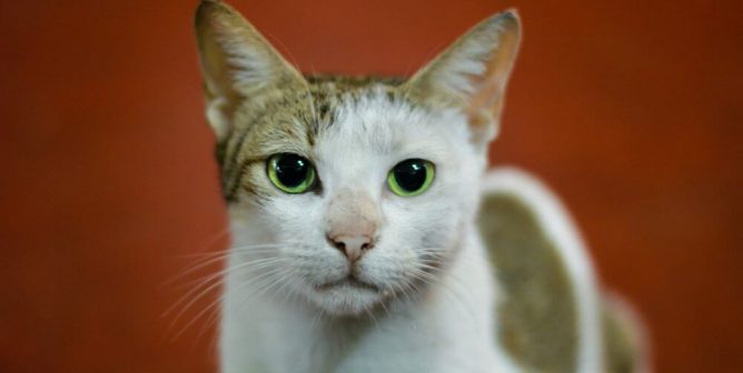 Cat with tabby markings in front of red background