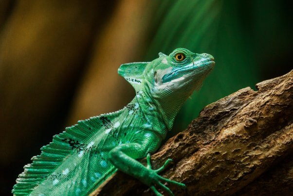 Green lizard on tree trunk