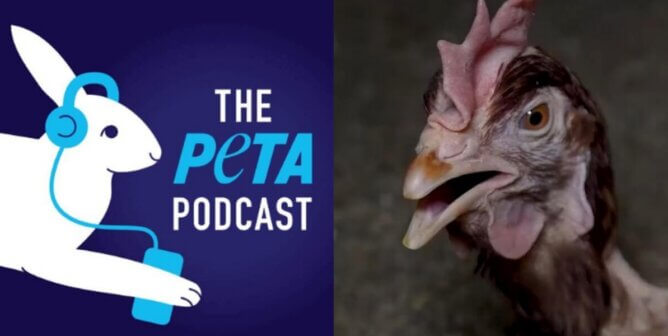 the peta podcast logo alongside a weak hen exploited for eggs