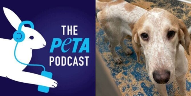 the peta podcast logo alongside a dog in a laboratory